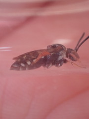 Epeolus variegatus