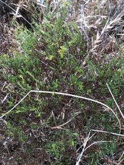 Hypericum fasciculatum