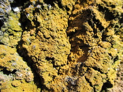 Trentepohlia umbrina