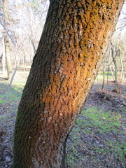 Trentepohlia umbrina