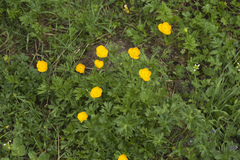 Ranunculus caucasicus
