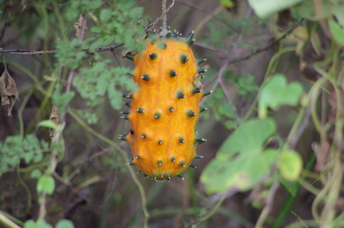 Horned Melon