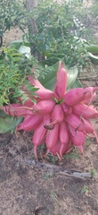 Crinum stuhlmannii delagoense