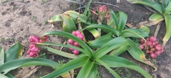 Crinum stuhlmannii delagoense