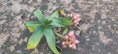 Crinum stuhlmannii delagoense