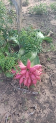 Crinum stuhlmannii delagoense
