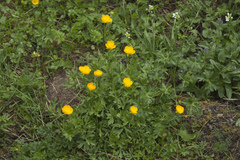 Ranunculus caucasicus