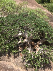 Pachypodium