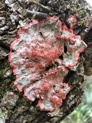 Herpothallon rubrocinctum