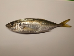 Trachurus mediterraneus