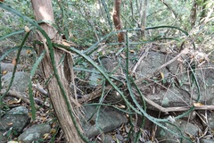 Selenicereus triangularis