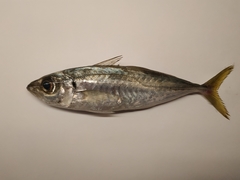 Trachurus mediterraneus