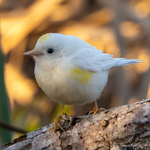 Yellow-rumped Warbler, photo 9 of 9