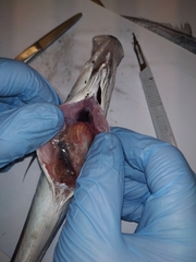 Trachurus mediterraneus