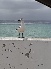 Chroicocephalus cirrocephalus