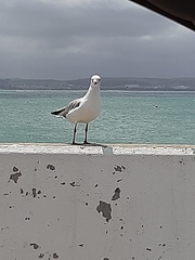 Chroicocephalus cirrocephalus