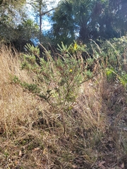 Hypericum fasciculatum
