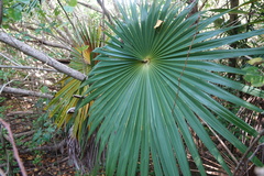Coccothrinax alta