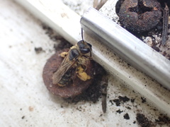 Andrena humilis