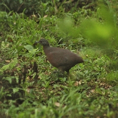 Crypturellus obsoletus