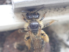 Andrena humilis