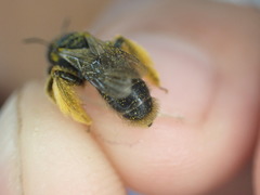 Andrena humilis