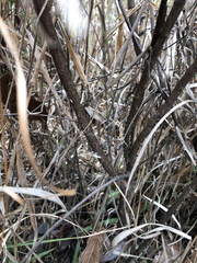 Hypericum fasciculatum