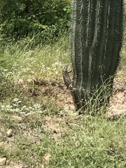 Ctenosaura macrolopha