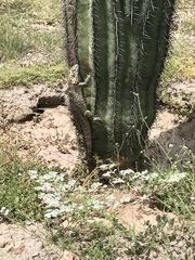 Ctenosaura macrolopha