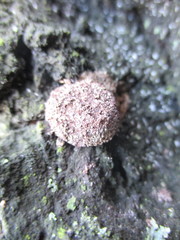Fungi
