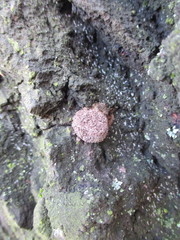 Fungi
