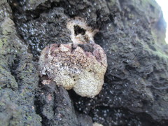 Fungi