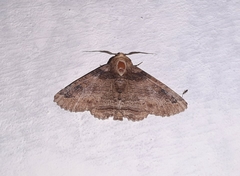 Pericyma cruegeri