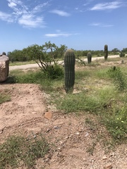 Ctenosaura macrolopha