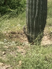 Ctenosaura macrolopha