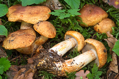 Cortinarius rubicundulus