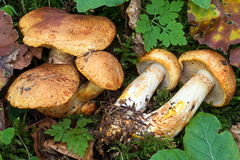 Cortinarius rubicundulus