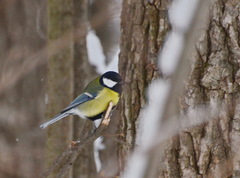Parus major