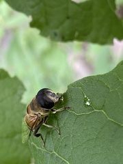 Phytomia