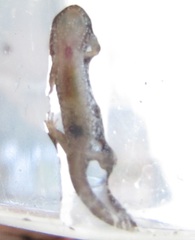 Desmognathus carolinensis