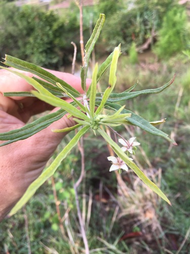 Gomphocarpus fruticosus image