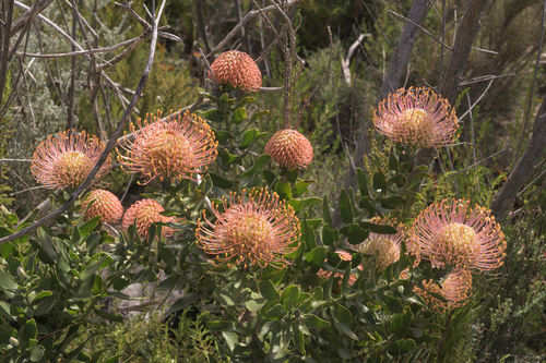 Leucospermum cordifolium