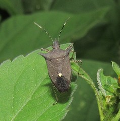 Proxys albopunctulatus