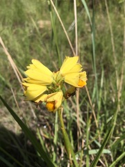 Orthochilus rutenbergianus