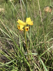 Orthochilus rutenbergianus