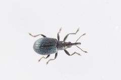 Ischnopterapion virens