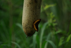Eurytela dryope angulata