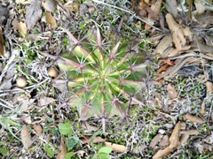 Ferocactus recurvus recurvus