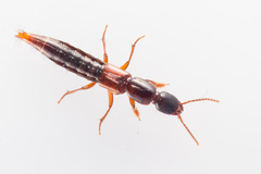 Othius punctulatus