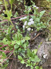 Ageratina gracilis